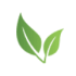 leaf_transparent